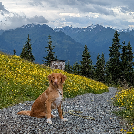 Whisky as a puppy in the snow on a leash
