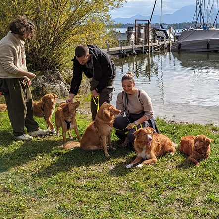 Group of Tollers in a green field with rocky cliffs