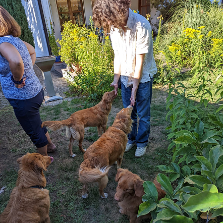 Several Tollers and people in a lush garden