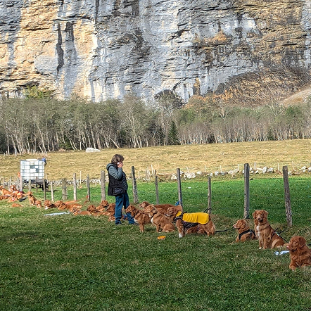 Whisky on a mountain path with yellow wildflowers