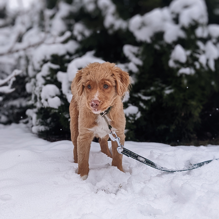 Family and dogs by a lake with boats