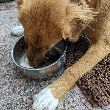 Whisky eating breakfast from a bowl