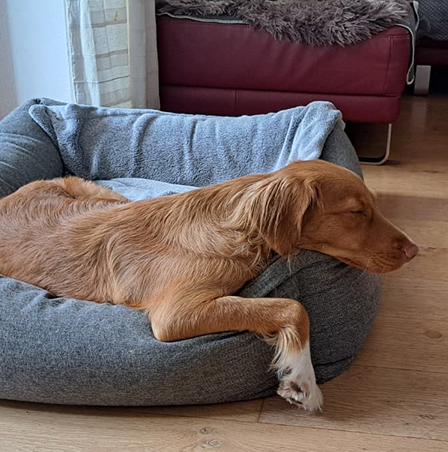 Whisky napping in her bed