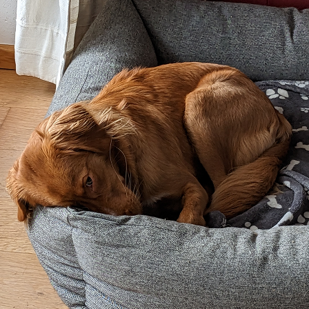 Whisky sleeping curled up