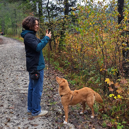 Evening walk in the forest