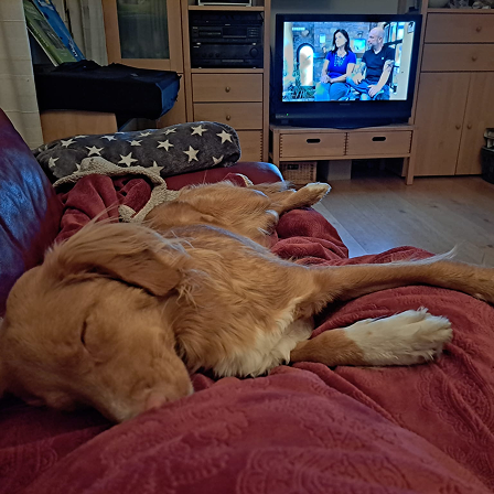 Whisky cuddling on the couch