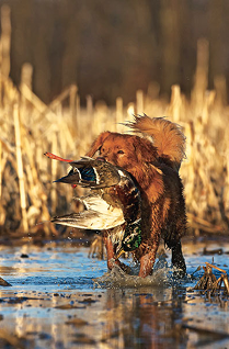 Historical photograph of a hunter with retriever by the water