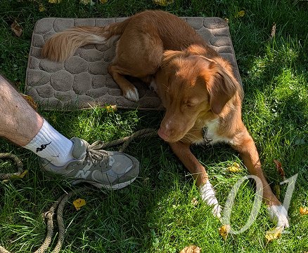 Whisky calmly standing by the leash and mat