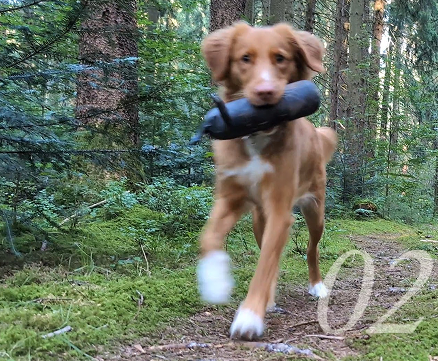 Whisky active in the woods during training